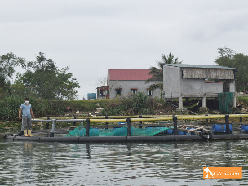 Cach-nuoi-ca-vuoc-hieu-qua-2-thucanh