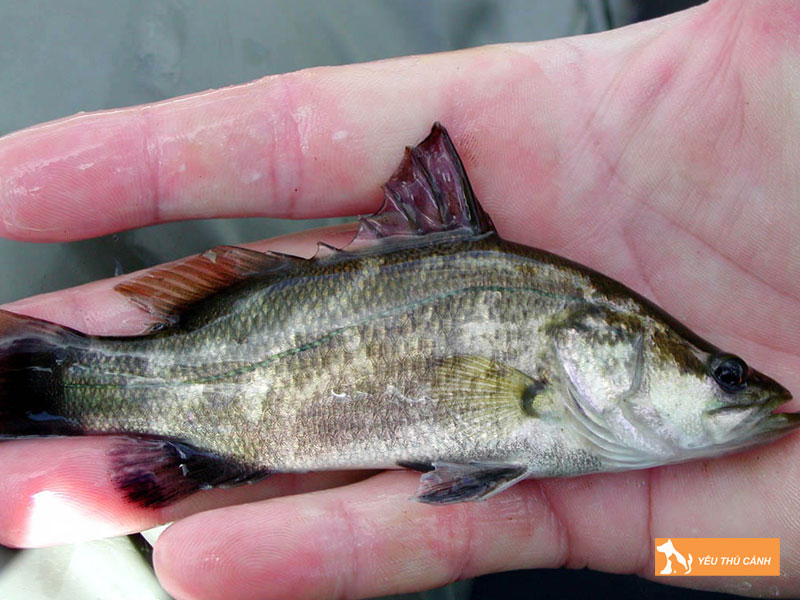 Cach-nuoi-ca-vuoc-hieu-qua-3-thucanh