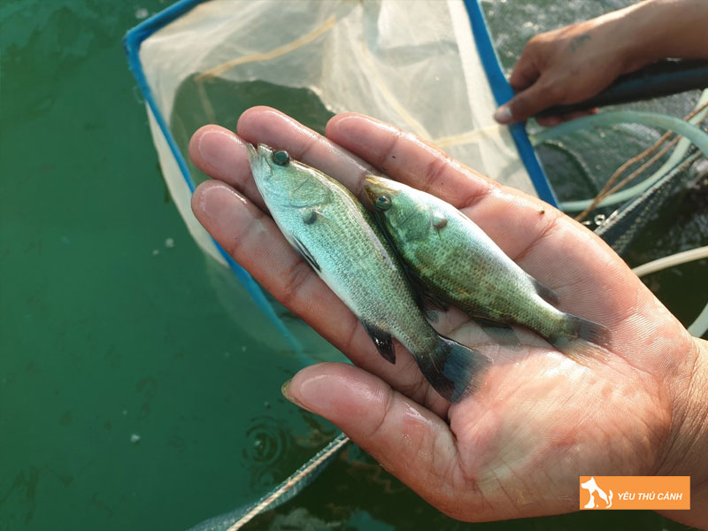 Cach-nuoi-ca-vuoc-hieu-qua-thucanh