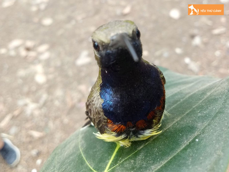 Cach-nuoi-chim-do-quyen-lon-nhanh-1-thucanh