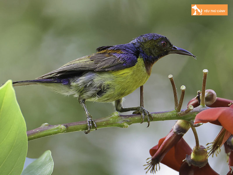 Cach-nuoi-chim-do-quyen-lon-nhanh-2-thucanh