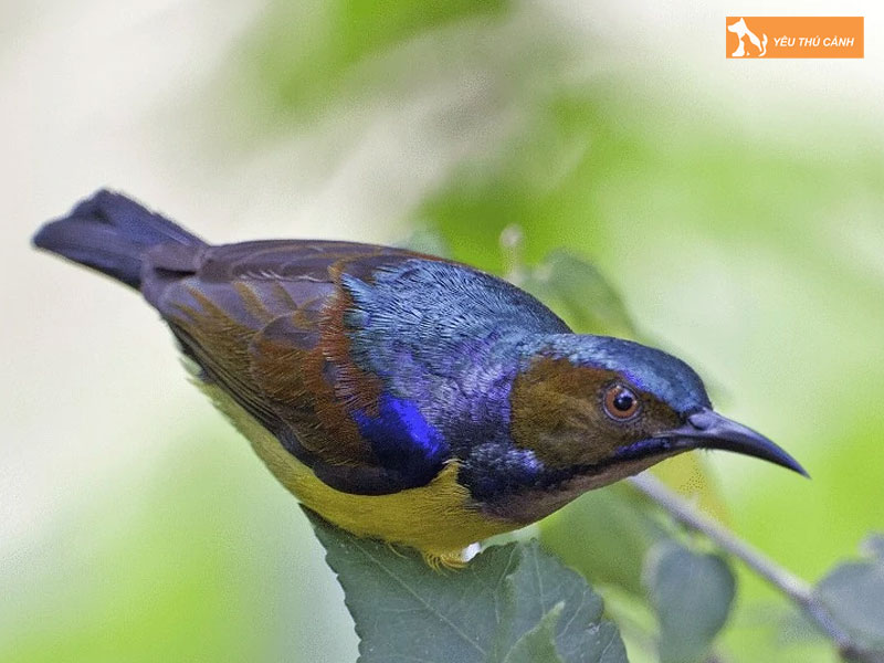 Cach-nuoi-chim-do-quyen-lon-nhanh-thucanh