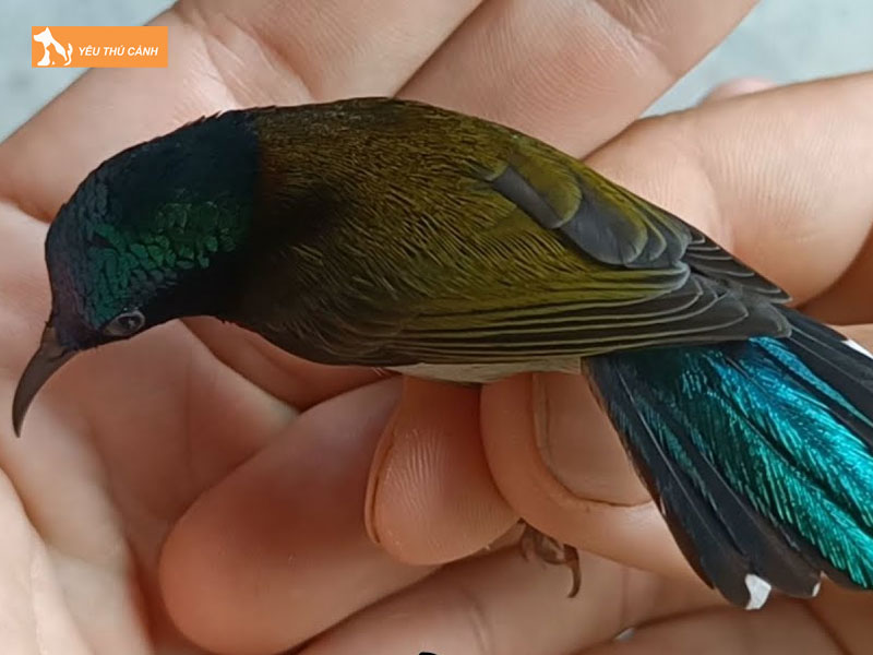 Cach-nuoi-chim-hut-mat-duoi-che-hieu-qua-1-thucanh