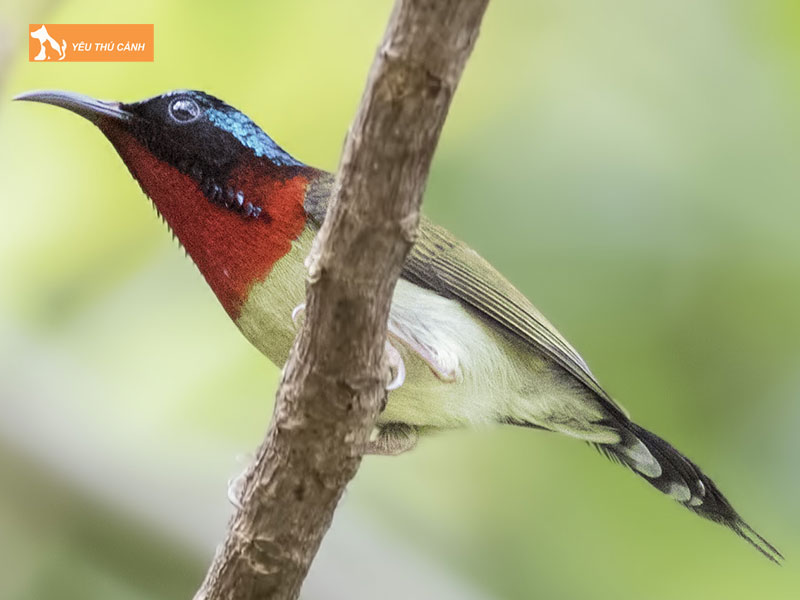 Cach-nuoi-chim-hut-mat-duoi-che-hieu-qua-2-thucanh