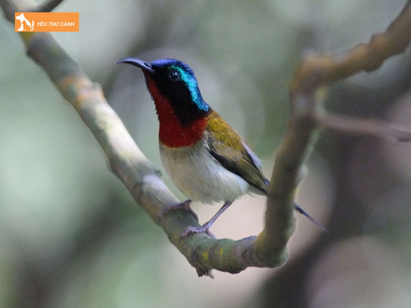 Cach-nuoi-chim-hut-mat-duoi-che-hieu-qua-thucanh