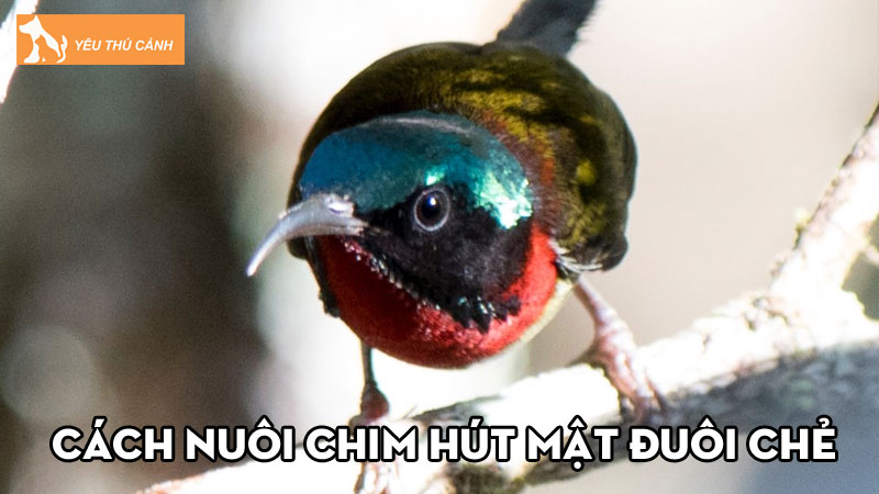 Cách nuôi chim hút mật đuôi chẻ khỏe đẹp, màu sắc sặc sỡ
