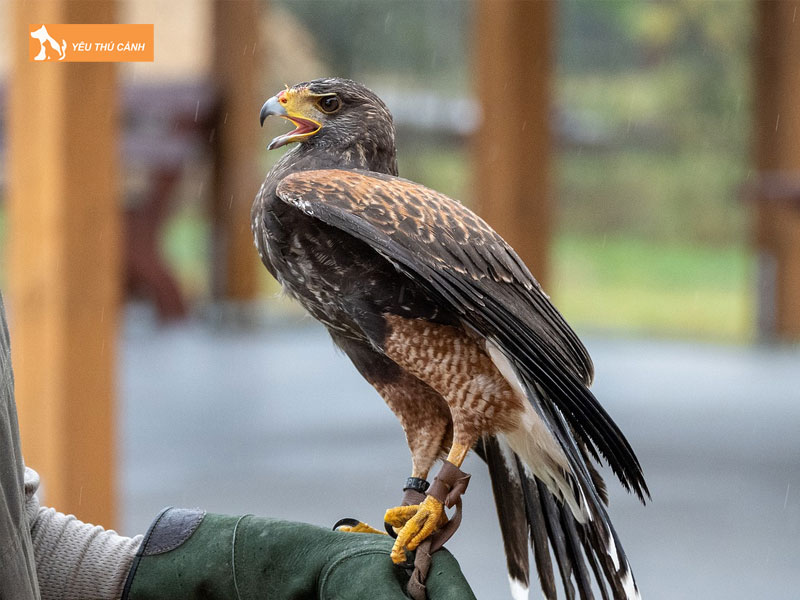 Cach-nuoi-chim-ung-khoe-manh-1-thucanh