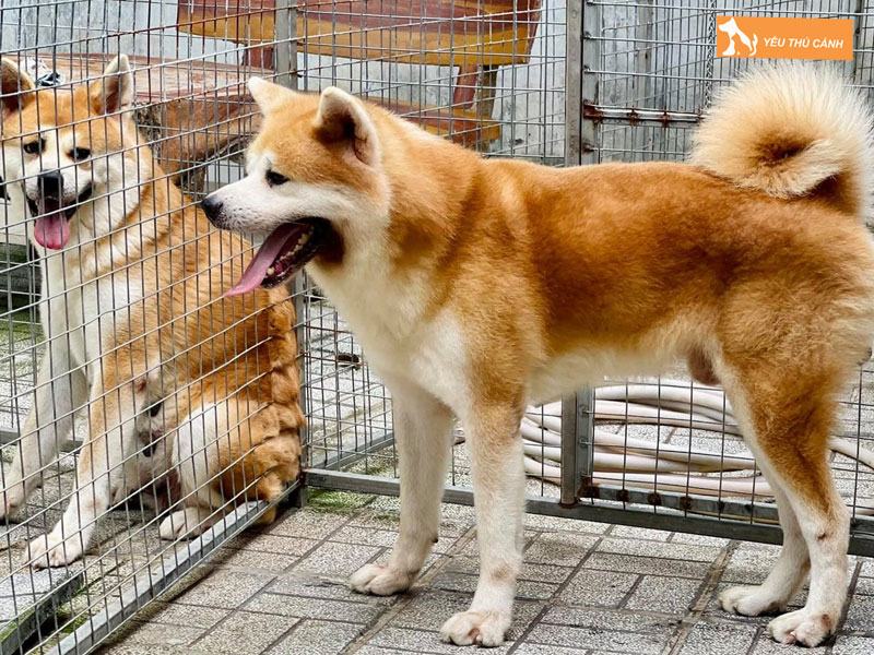 Cach-nuoi-cho-akita-ngoan-ngoan-1-thucanh