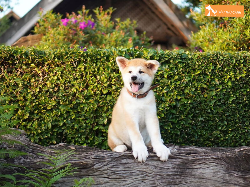 Cach-nuoi-cho-akita-ngoan-ngoan-2-thucanh