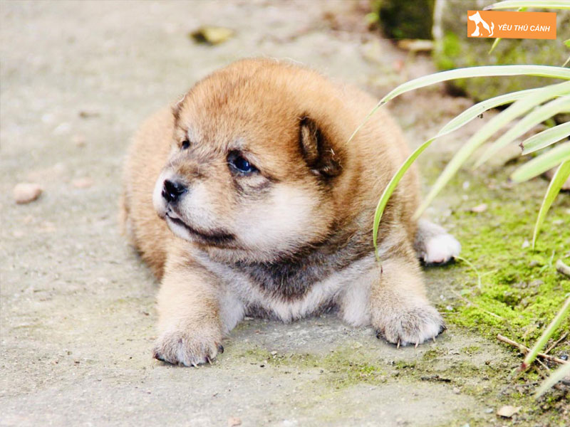 Cach-nuoi-cho-akita-ngoan-ngoan-thucanh