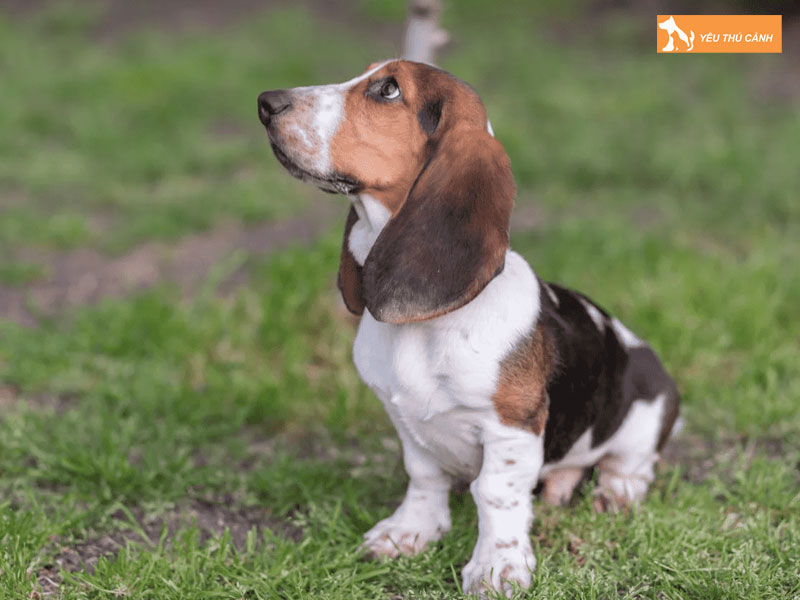 Cach-nuoi-cho-basset-hound-ra-sao-1-thucanh