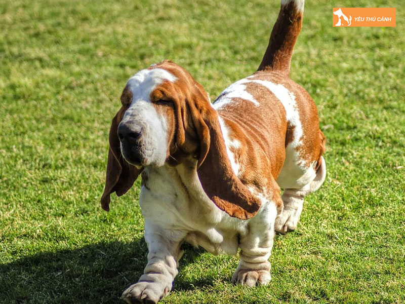 Cach-nuoi-cho-basset-hound-ra-sao-thucanh
