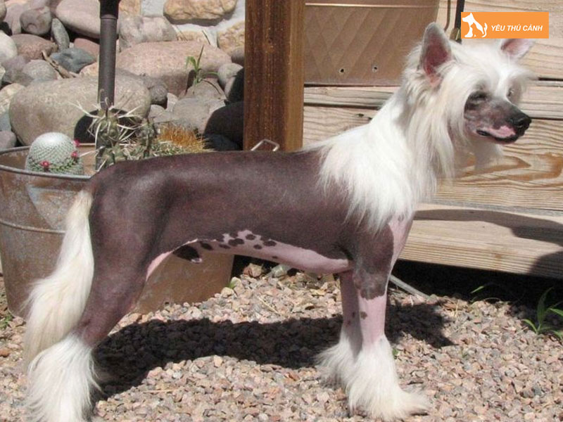 Cach-nuoi-cho-co-mao-1-thucanh