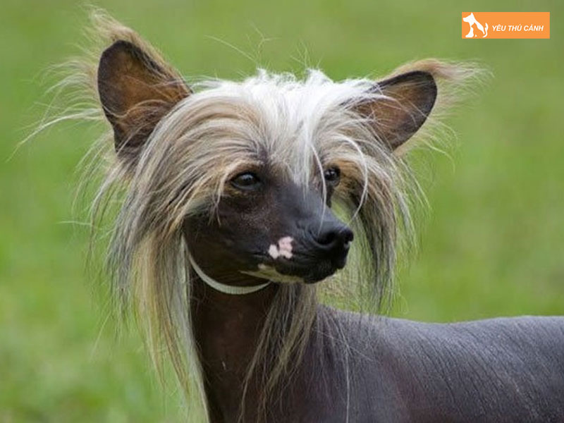 Cach-nuoi-cho-co-mao-thucanh