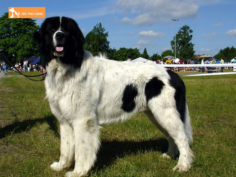 Cach-nuoi-cho-landseer-thucanh