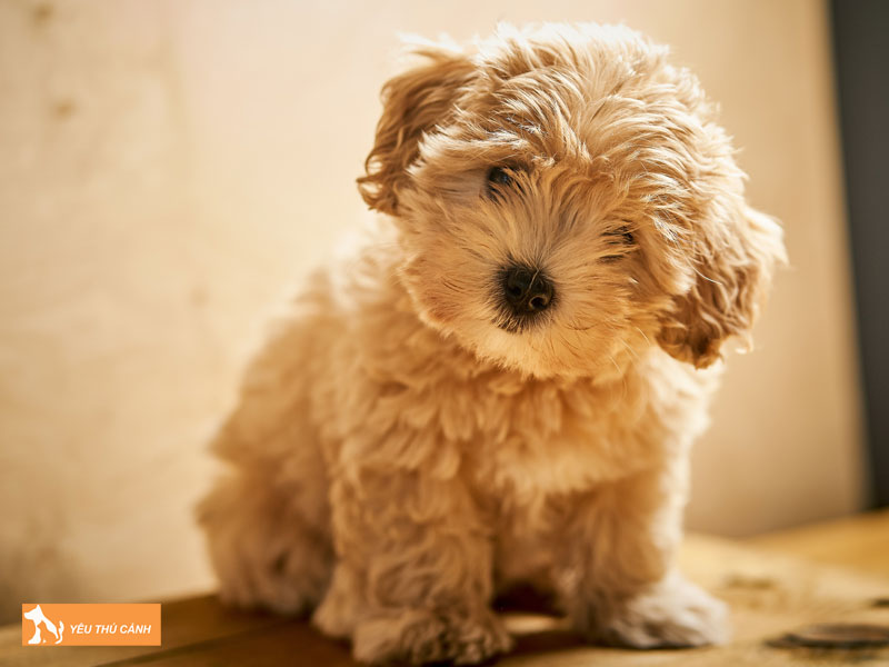 Cach-nuoi-cho-maltipoo-2-thucanh