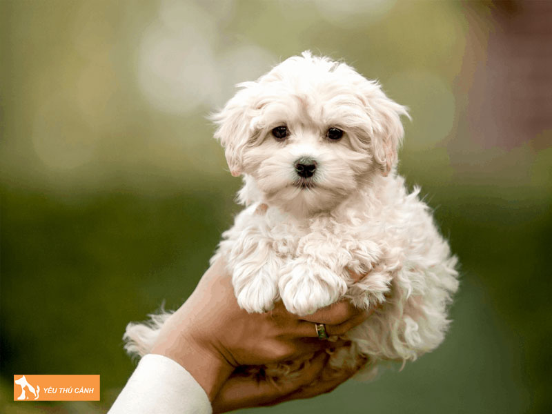 Cach-nuoi-cho-maltipoo-thucanh