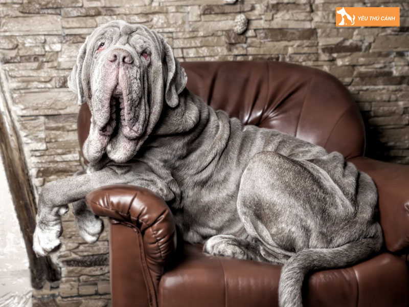 Cach-nuoi-cho-neapolitan-mastiff-1-thucanh