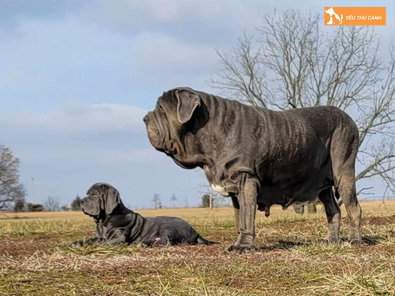 Cach-nuoi-cho-neapolitan-mastiff-thucanh