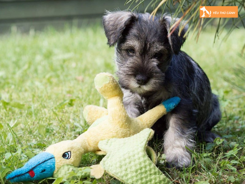 Cach-nuoi-cho-schnauzer-khoe-manh-1-thucanh