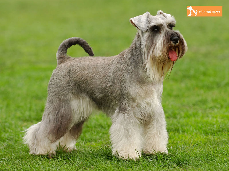 Cach-nuoi-cho-schnauzer-khoe-manh-2-thucanh