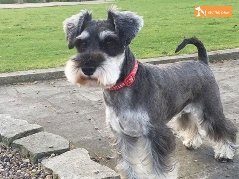 Cach-nuoi-cho-schnauzer-khoe-manh-thucanh
