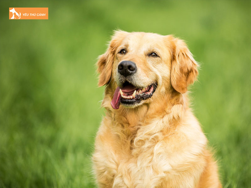 Cach-nuoi-giong-cho-golden-thong-minh-vui-khoe-1-thucanh