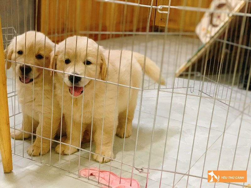 Cach-nuoi-giong-cho-golden-thong-minh-vui-khoe-2-thucanh