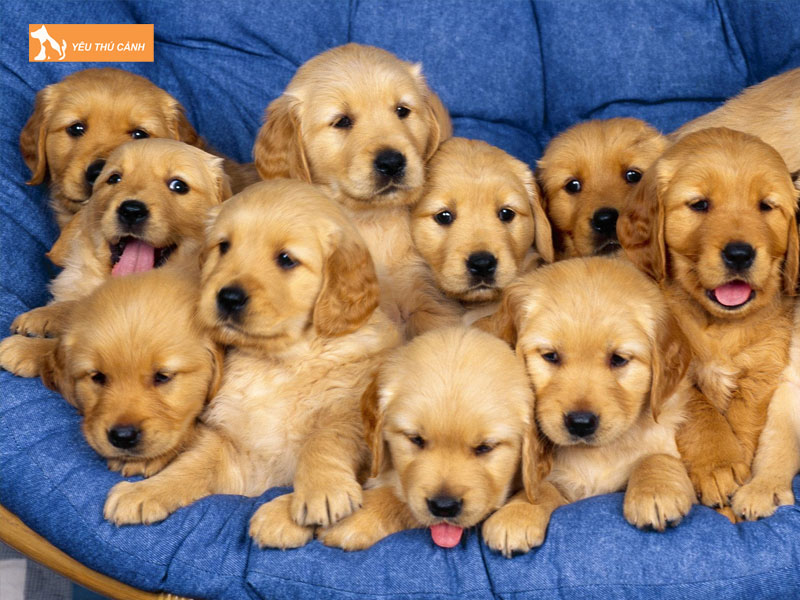 Cach-nuoi-giong-cho-golden-thong-minh-vui-khoe-thucanh