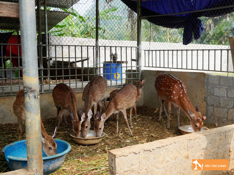 Cach-nuoi-huou-sao-hieu-qua-1-thucanh