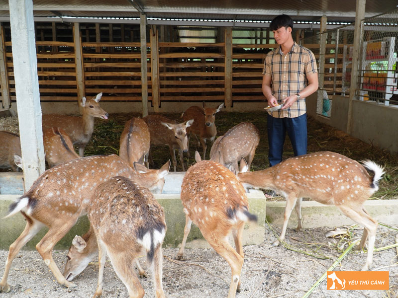 Cach-nuoi-huou-sao-hieu-qua-2-thucanh