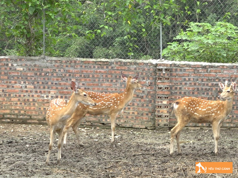 Cach-nuoi-huou-sao-hieu-qua-thucanh