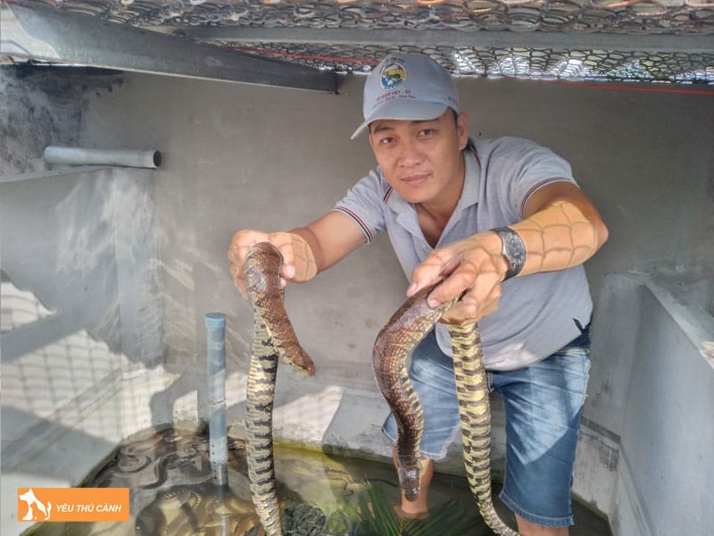 Cach-nuoi-ran-ri-voi-nang-suat-cao-2-thucanh