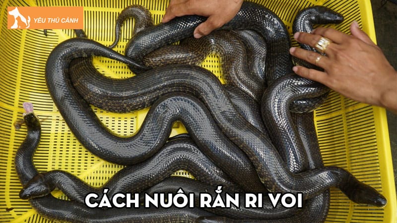 Cách nuôi rắn ri voi năng suất cao, thu nhập cực khủng | thucanh