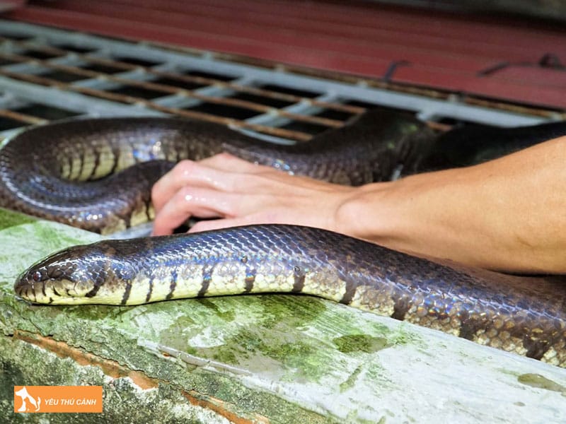 Cach-nuoi-ran-ri-voi-nang-suat-cao-thucanh