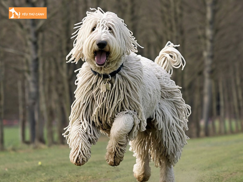 Cach-nuoi-va-cham-soc-cho-komondor-2-thucanh
