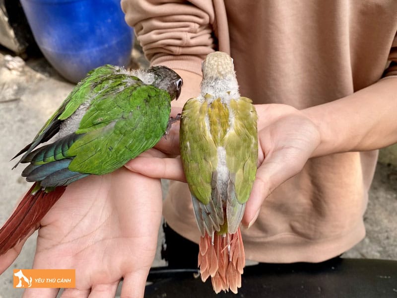 Cach-nuoi-vet-green-check-hieu-qua-1-thucanh