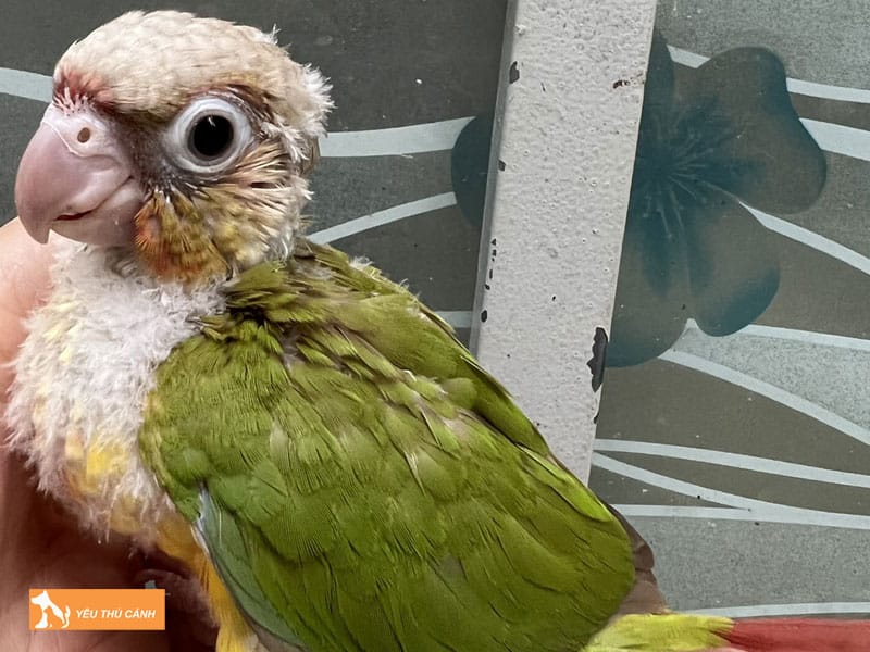 Cach-nuoi-vet-green-check-hieu-qua-2-thucanh