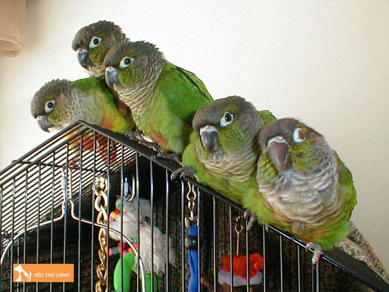 Cach-nuoi-vet-green-check-hieu-qua-thucanh