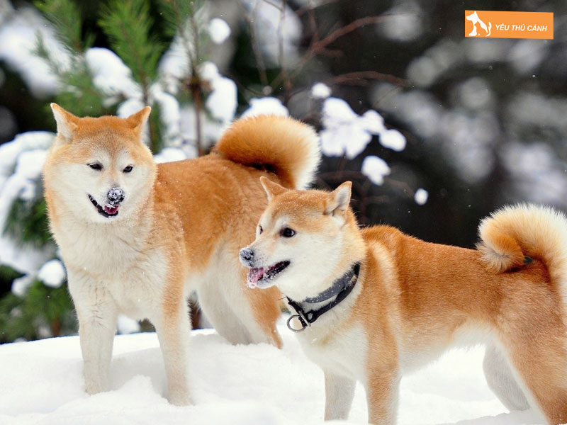 Che-do-dinh-duong-cho-cho-akita-1-thucanh