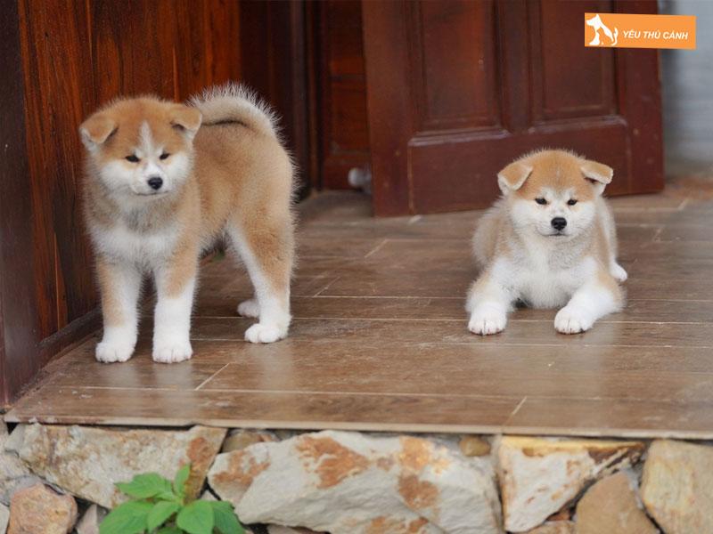 Che-do-dinh-duong-cho-cho-akita-thucanh