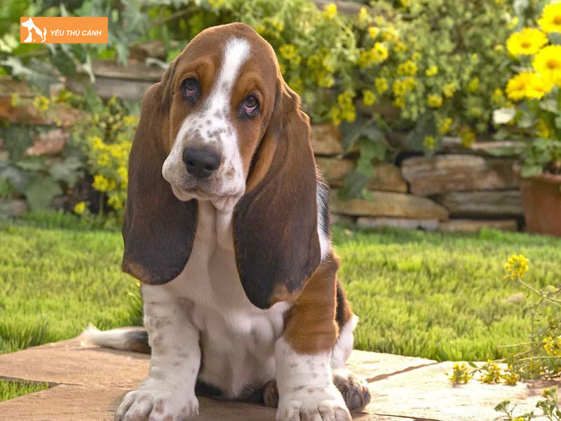 Cho-basset-hound-la-cho-gi-thucanh