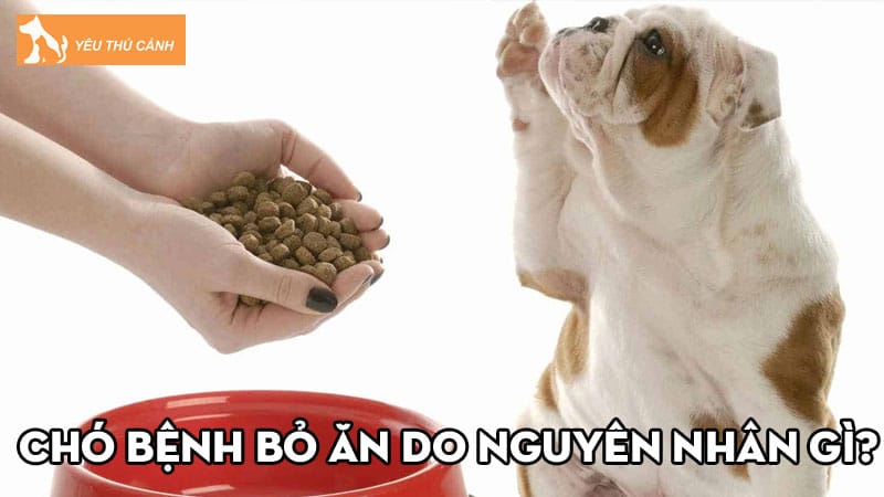 Chó bệnh bỏ ăn do nguyên nhân gì? Cách điều trị ra sao?