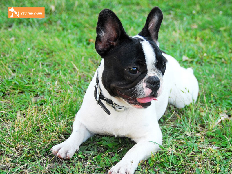 Cho-boston-la-giong-cho-gi-thucanh