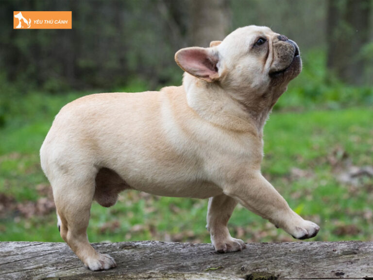 Chó Bull Pháp có gì khác so với Bull Anh? Lưu ý cần biết khi nuôi