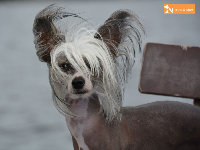 Cho-co-mao-la-giong-cho-gi-thucanh