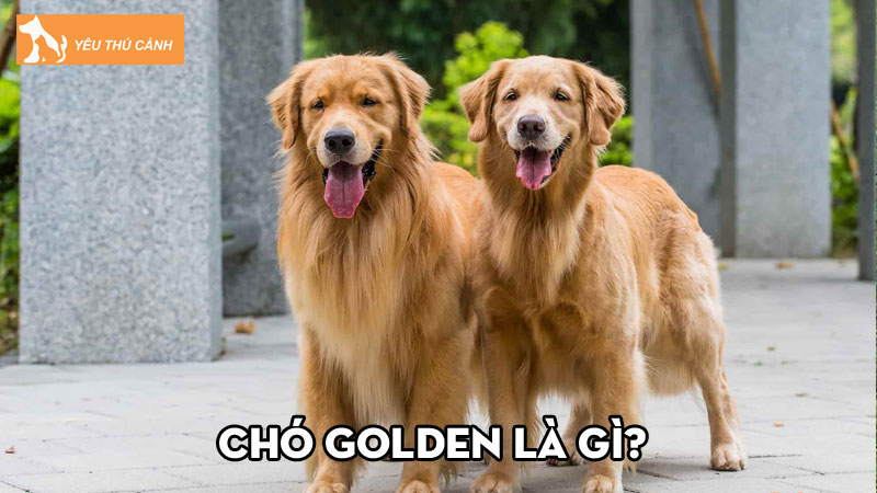 Chó Golden là gì? Chia sẻ cách nuôi Golden Retriever khỏe đẹp