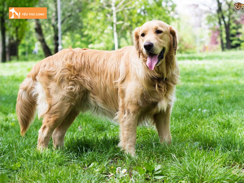 Cho-golden-la-gi-thucanh