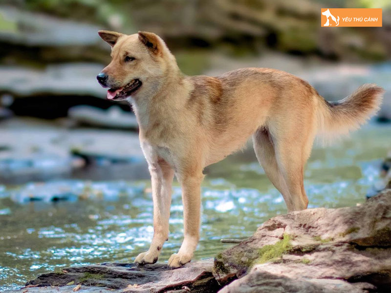 Cho-jindo-la-giong-cho-gi-thucanh