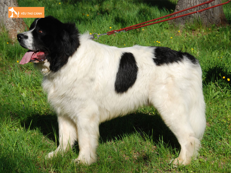 Cho-landseer-la-giong-cho-gi-thucanh